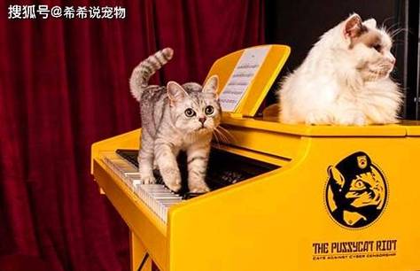 母猫发情怎么办?快速应对与绝育建议(母猫发情最简单的处理方法) 母猫发情怎么办?快速应对与绝育建议(母猫发情最简单的处理方法)