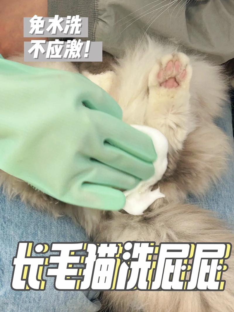 养猫掉毛多?勤梳少洗均衡喂,毛更健康!(去猫毛最有效的方法) 养猫掉毛多?勤梳少洗均衡喂,毛更健康!(去猫毛最有效的方法)