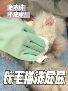 养猫掉毛多？勤梳少洗均衡喂，毛更健康！（去猫毛最有效的方法）