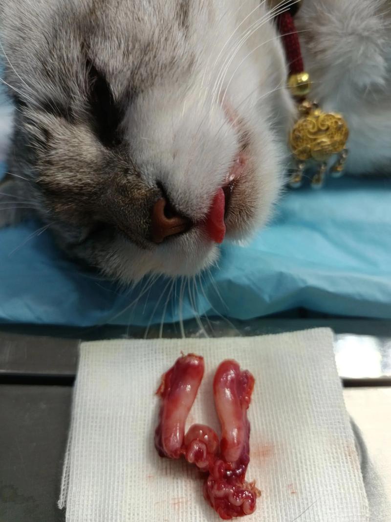 母猫绝育微创好恢复,传统需细心护理(母猫怎么绝育) 母猫绝育微创好恢复,传统需细心护理(母猫怎么绝育)