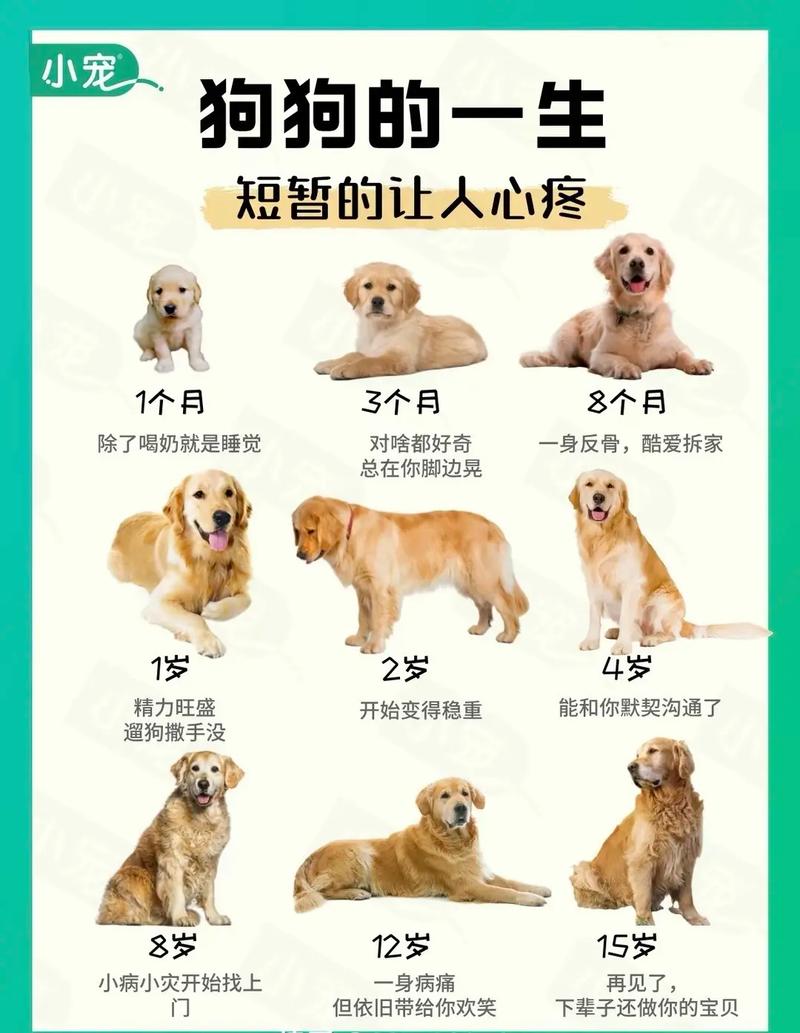 给它一个家，别让爱成为负担（小狗领养日我发朋友圈）