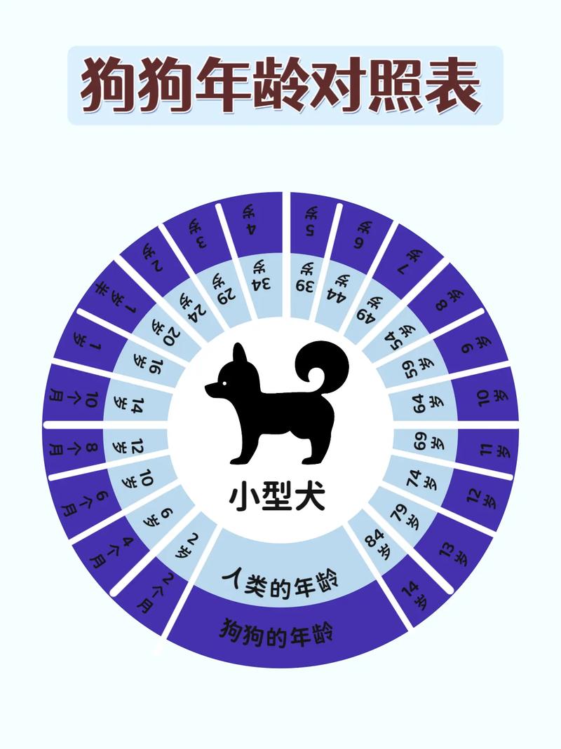 狗狗成长快寿命差,老年期如人六十岁(狗一年相当于人几年) 狗狗成长快寿命差,老年期如人六十岁(狗一年相当于人几年)