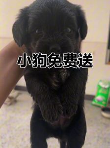 体型适中，毛色独特，性格亲人，家庭好伴侣（土狗与泰迪串是什么样）
