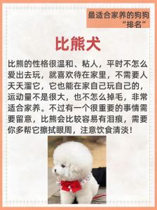 选狗看匹配度，别冲动，做好长期准备（想养一只小狗怎么选）
