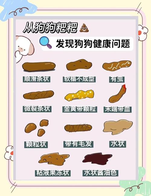遛狗训练法解决狗狗在家拉屎(狗狗一直拉粑粑) 遛狗训练法解决狗狗在家拉屎(狗狗一直拉粑粑)
