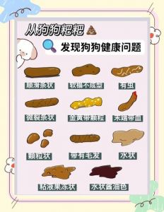 遛狗训练法解决狗狗在家拉屎（狗狗一直拉粑粑）