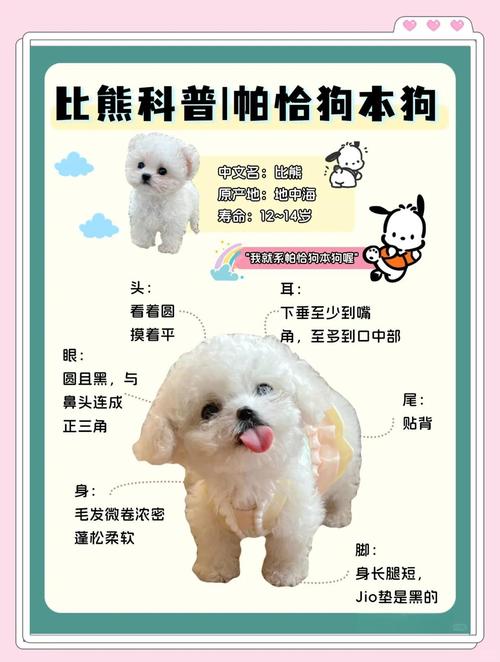 观察狗狗尾巴耳朵判断温顺,对视互动更友好(怎么辨别小狗是否温顺) 观察狗狗尾巴耳朵判断温顺,对视互动更友好(怎么辨别小狗是否温顺)