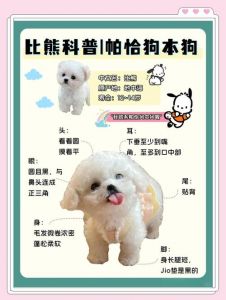 观察狗狗尾巴耳朵判断温顺，对视互动更友好（怎么辨别小狗是否温顺）