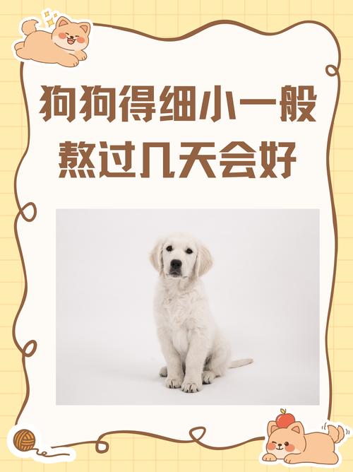 小狗细小症状警惕,确诊靠化验,易消化食物护理(怎么判断小狗是否得细小) 小狗细小症状警惕,确诊靠化验,易消化食物护理(怎么判断小狗是否得细小)