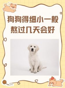 小狗细小症状警惕，确诊靠化验，易消化食物护理（怎么判断小狗是否得细小）