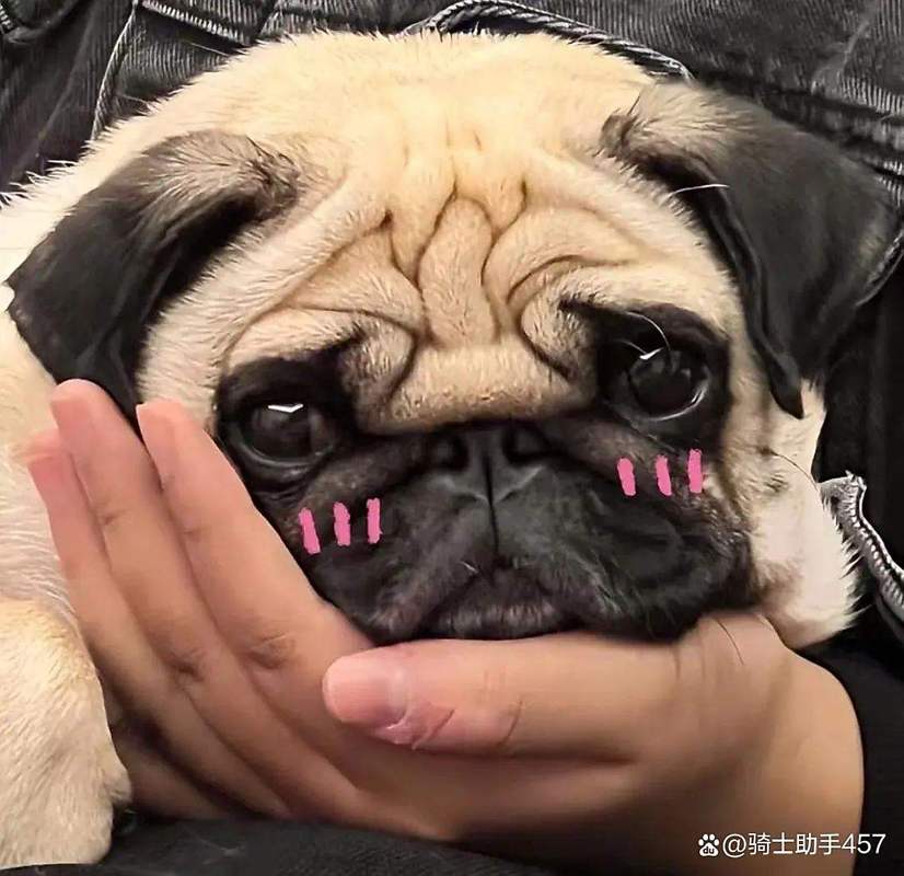 选温顺狗狗养?萨摩金毛拉布拉多等适合家庭(什么狗温顺不叫不咬人) 选温顺狗狗养?萨摩金毛拉布拉多等适合家庭(什么狗温顺不叫不咬人)