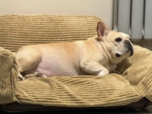 警惕！600元法斗非纯种健康难保障，选犬舍更放心！（狗市上600一只的法斗）