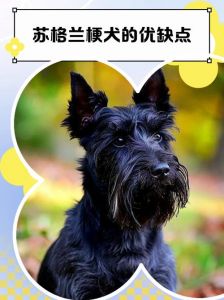 狗子含义多，称呼需留意（狗子是什么梗）