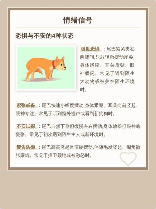 狗狗尾巴下垂害怕?快学会看懂它的情绪!(小狗尾巴一直下垂不让碰) 狗狗尾巴下垂害怕?快学会看懂它的情绪!(小狗尾巴一直下垂不让碰)
