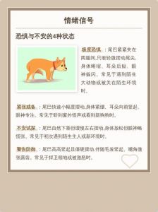 狗狗尾巴下垂害怕？快学会看懂它的情绪！（小狗尾巴一直下垂不让碰）