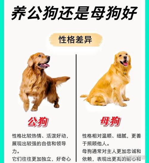 看血统性格,壮年体配,确保后代好!(狗狗的种公如何选择) 看血统性格,壮年体配,确保后代好!(狗狗的种公如何选择)