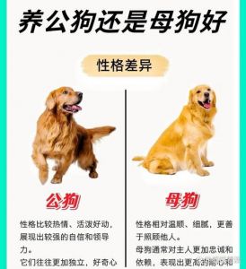 看血统性格，壮年体配，确保后代好！（狗狗的种公如何选择）