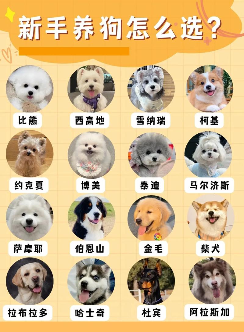 适合品种大盘点(第一次养狗狗建议养哪种好排行榜) 适合品种大盘点(第一次养狗狗建议养哪种好排行榜)