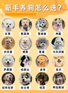 适合品种大盘点（第一次养狗狗建议养哪种好排行榜）