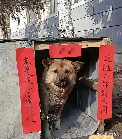 温顺聪明,理想家庭宠物(狗子长得和我家驴一样) 温顺聪明,理想家庭宠物(狗子长得和我家驴一样)