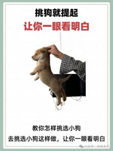 选狗狗看舌头鼻子，选对性格健康伴（挑狗怎么挑出最好的那一只）