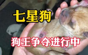 抢资源居中心，强壮胆大血统佳（一窝7只小狗怎样选狗王）