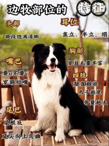 选对狗狗看环境，幼犬健康是关键！（怎样挑选一个好的狗）