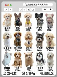 选对狗狗很关键，别让掉毛和捣乱糟心（小狗的品种及图片）