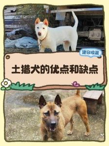 眼神胆量尾巴吃食脚垫是关键（怎样看土狗的脸相才是好狗）