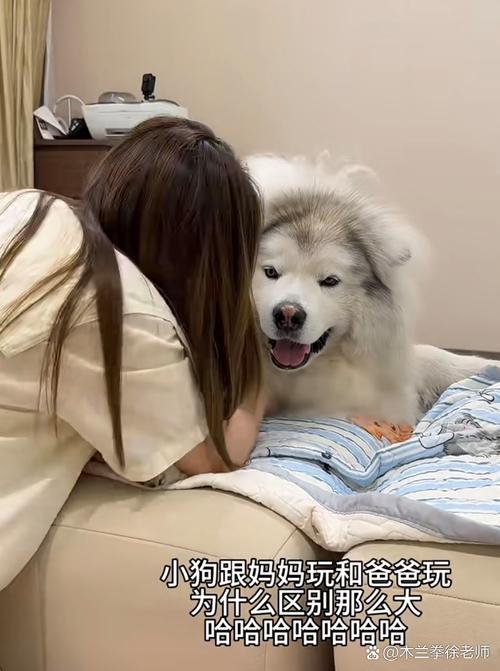 狗狗听到爹就兴奋摇尾巴(愿不愿意当爸爸的小狗) 狗狗听到爹就兴奋摇尾巴(愿不愿意当爸爸的小狗)