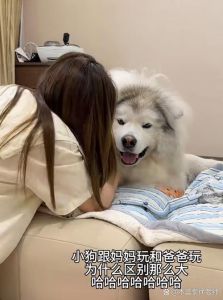 狗狗听到爹就兴奋摇尾巴（愿不愿意当爸爸的小狗）