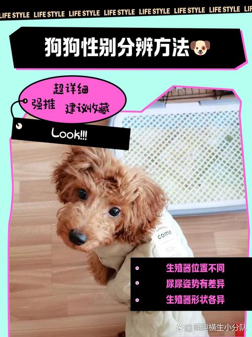 选狗狗看活力性格健康,适合你家!(挑选狗狗怎么看) 选狗狗看活力性格健康,适合你家!(挑选狗狗怎么看)