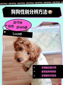 选狗狗看活力性格健康，适合你家！（挑选狗狗怎么看）
