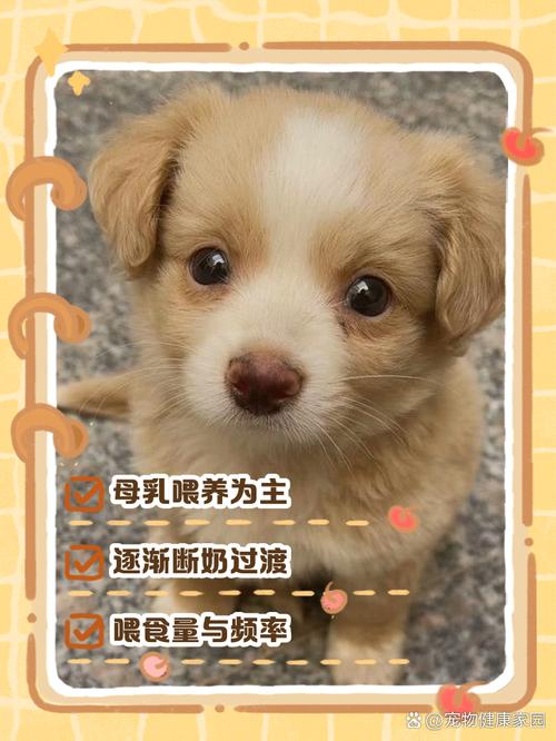 幼犬辅食与断奶护理全攻略(一个月的小狗怎么养) 幼犬辅食与断奶护理全攻略(一个月的小狗怎么养)