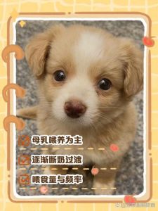 幼犬辅食与断奶护理全攻略（一个月的小狗怎么养）
