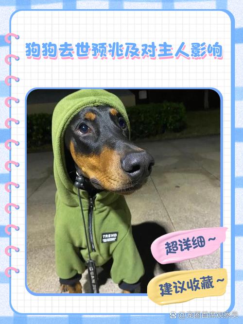 失去爱犬,主人需要理解和陪伴去疗愈悲伤(小狗去世了怎么安慰狗主人) 失去爱犬,主人需要理解和陪伴去疗愈悲伤(小狗去世了怎么安慰狗主人)