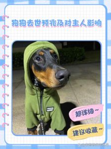 失去爱犬，主人需要理解和陪伴去疗愈悲伤（小狗去世了怎么安慰狗主人）