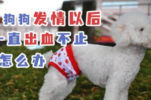 狗狗几月龄首次发情？如何护理？（狗狗发情一般在几月份）