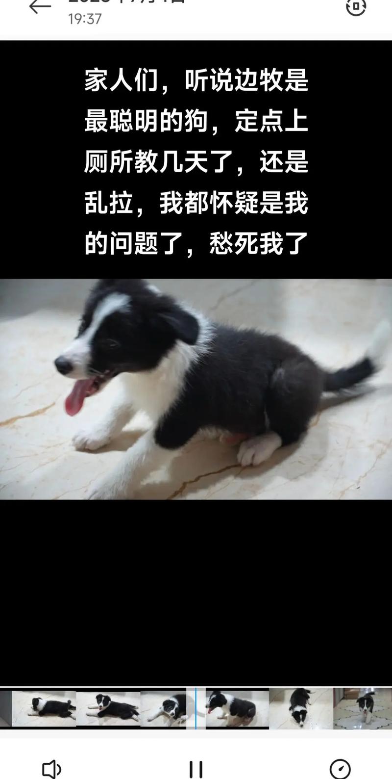 耐心+技巧,速成!(大狗如何教上狗厕所) 耐心+技巧,速成!(大狗如何教上狗厕所)