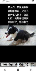 耐心+技巧，速成！（大狗如何教上狗厕所）