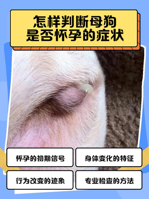 狗狗怀孕症状及预产期护理(怎么看狗狗怀孕了吗) 狗狗怀孕症状及预产期护理(怎么看狗狗怀孕了吗)
