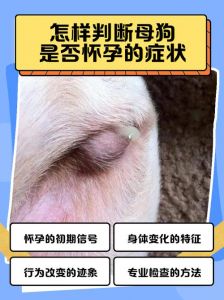 狗狗怀孕症状及预产期护理（怎么看狗狗怀孕了吗）