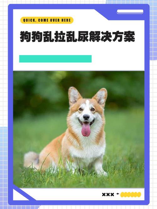 科学引导狗狗定点如厕,告别打骂养成好习惯(如何驯化狗狗不在家拉屎拉尿) 科学引导狗狗定点如厕,告别打骂养成好习惯(如何驯化狗狗不在家拉屎拉尿)