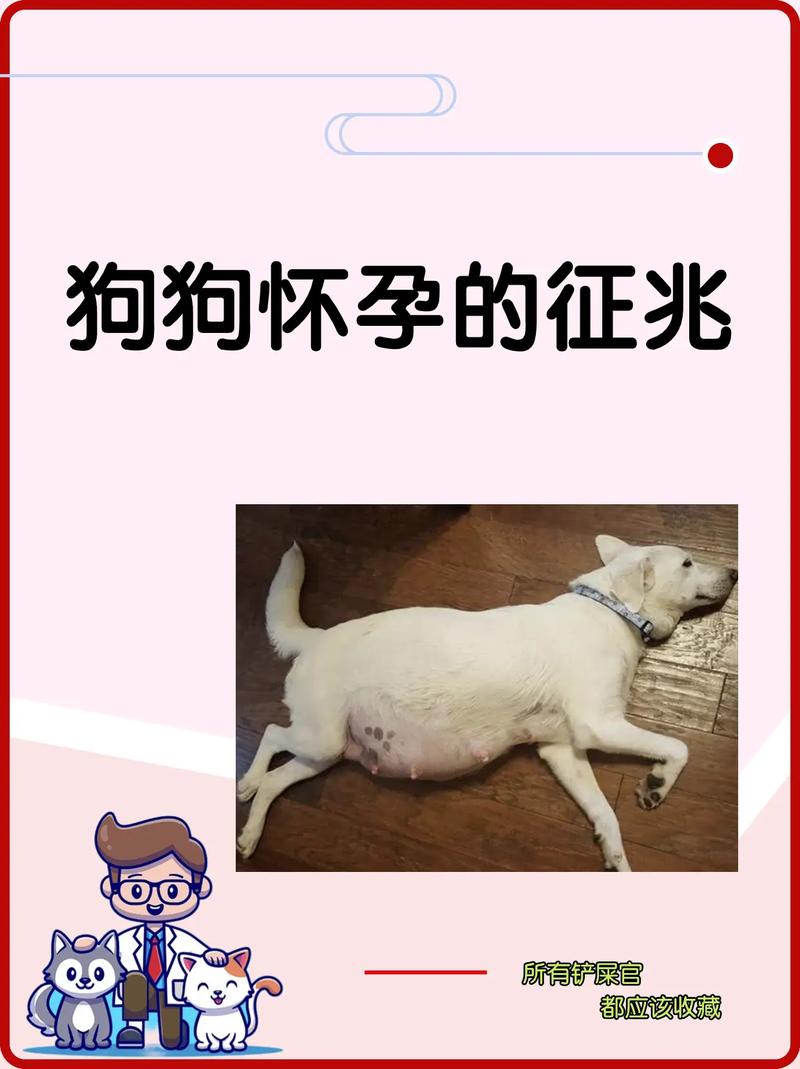 孕妇梦狗预示新生命期盼(孕妇梦见挑选狗狗) 孕妇梦狗预示新生命期盼(孕妇梦见挑选狗狗)