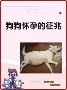 孕妇梦狗预示新生命期盼（孕妇梦见挑选狗狗）