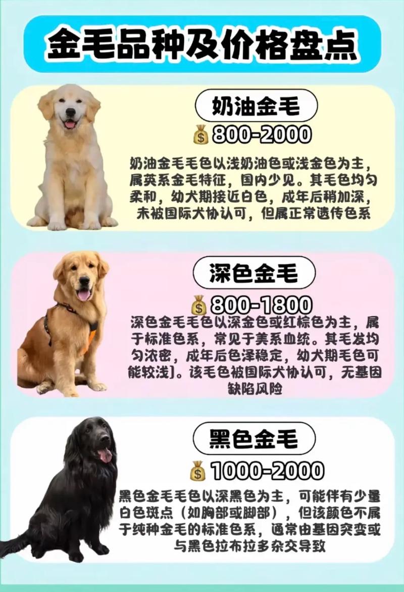 选健康活泼小狗,领养更暖心(怎样挑小狗) 选健康活泼小狗,领养更暖心(怎样挑小狗)