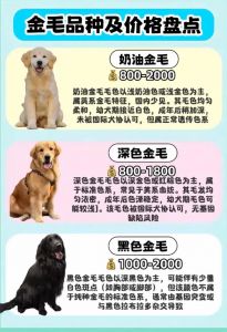 选健康活泼小狗，领养更暖心（怎样挑小狗）