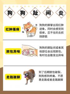 狗狗爪子受伤怎么办？（狗狗爪爪被刺扎了挑不就来怎么办）