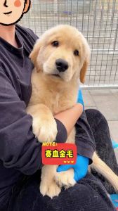 看头型耳朵，查健康血统（金毛小狗怎么挑）