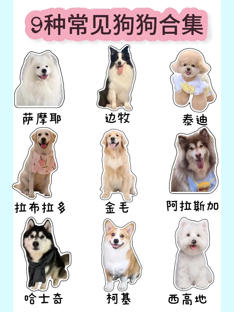 狗狗品种超500种,贵宾金毛最受欢迎!(宠物狗狗品种大全图片) 狗狗品种超500种,贵宾金毛最受欢迎!(宠物狗狗品种大全图片)